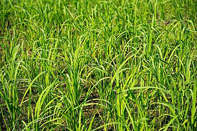 官方：《使命召唤21》多人测试为有史以来最大规模