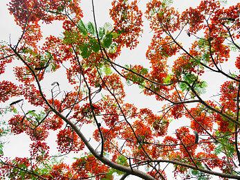 勇敢姐弟再上征程 《瘟疫传说：安魂曲》游戏截图